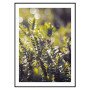 Постер "Spring rain"