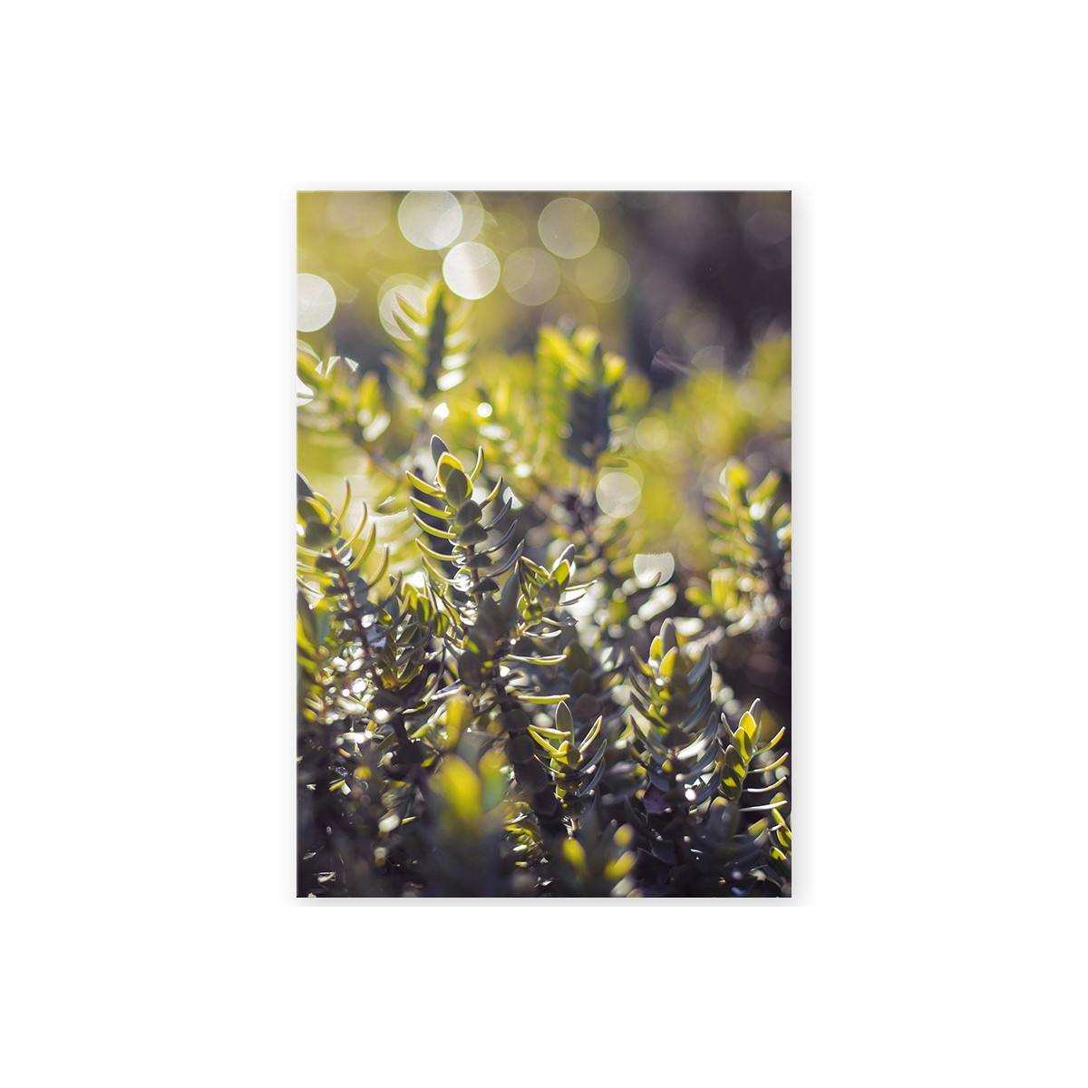Постер "Spring rain"