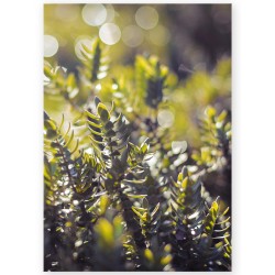 Комплект постерів "Spring rain"