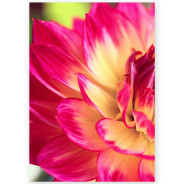 Комплект постерів "Dahlia"