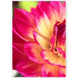 Комплект постерів "Dahlia"