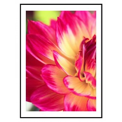 Комплект постеров в рамках "Dahlia"