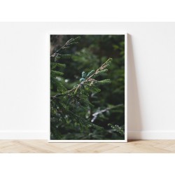 Постер "Ель"