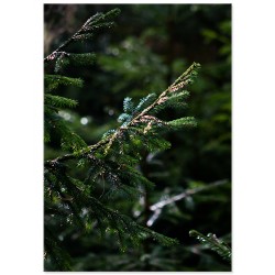 Комплект постеров "Merry Christmas"