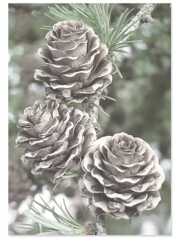 Постер "Модрина"