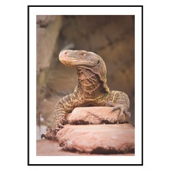 Постер "Varan"