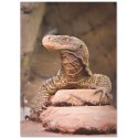 Постер "Varan"