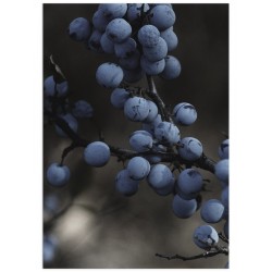 Постер "Терн"