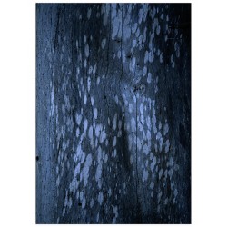 Постер "Tree bark"