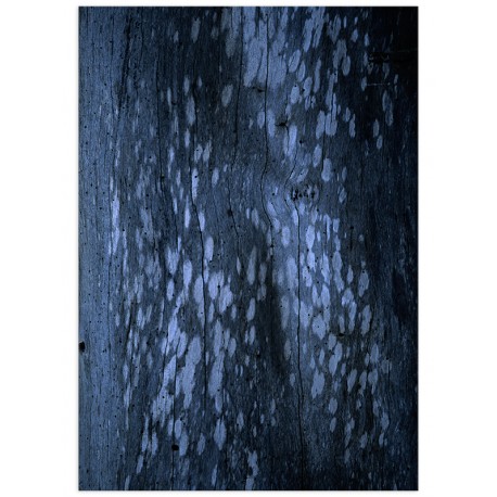 Постер "Tree bark"