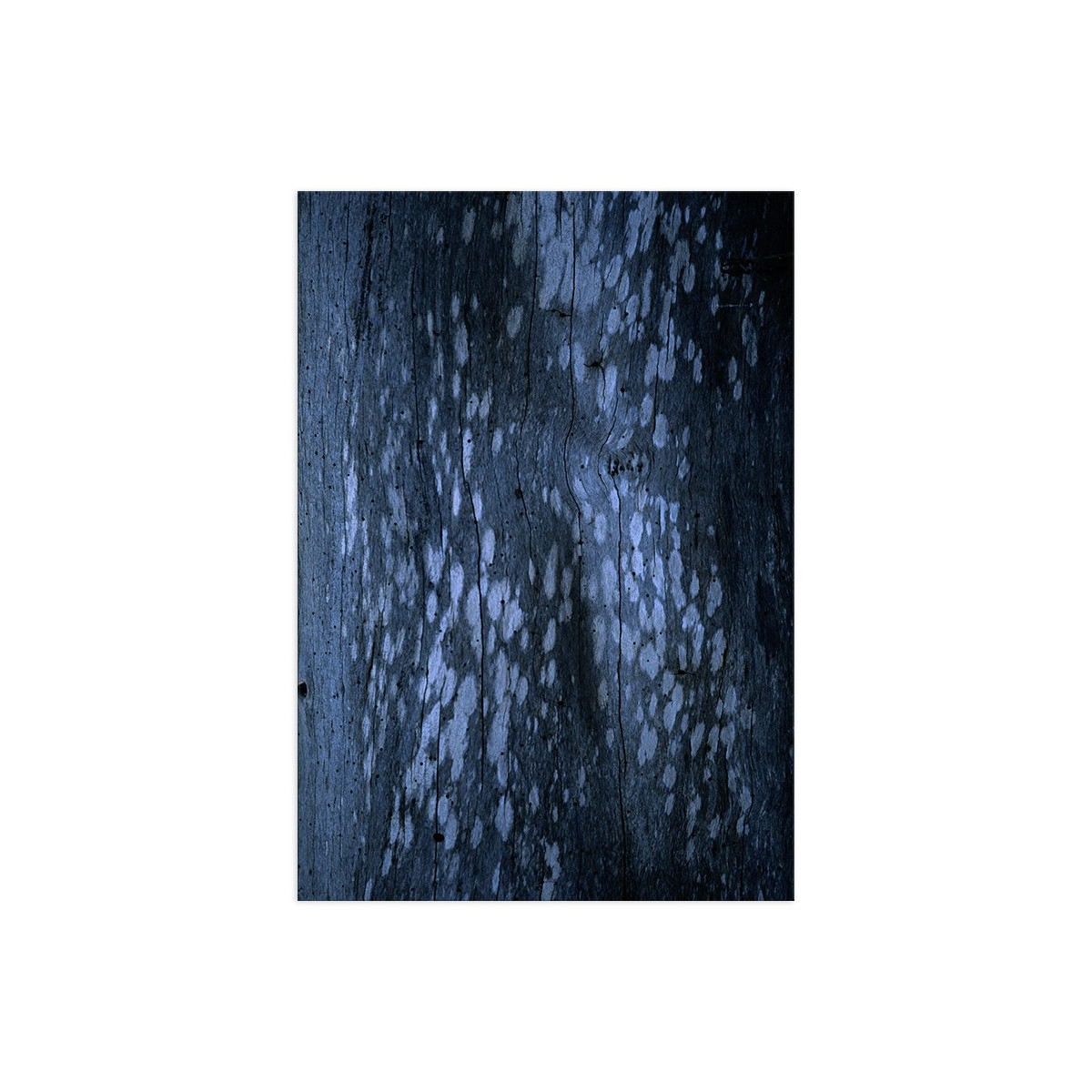 Постер "Tree bark"