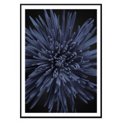 Постер "Георгин"