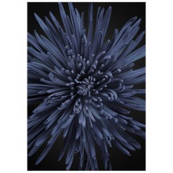 Постер "Георгин"