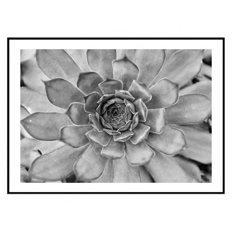 Постер "Succulent"