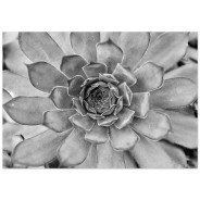 Постер "Succulent"