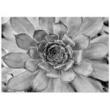 Постер "Succulent"