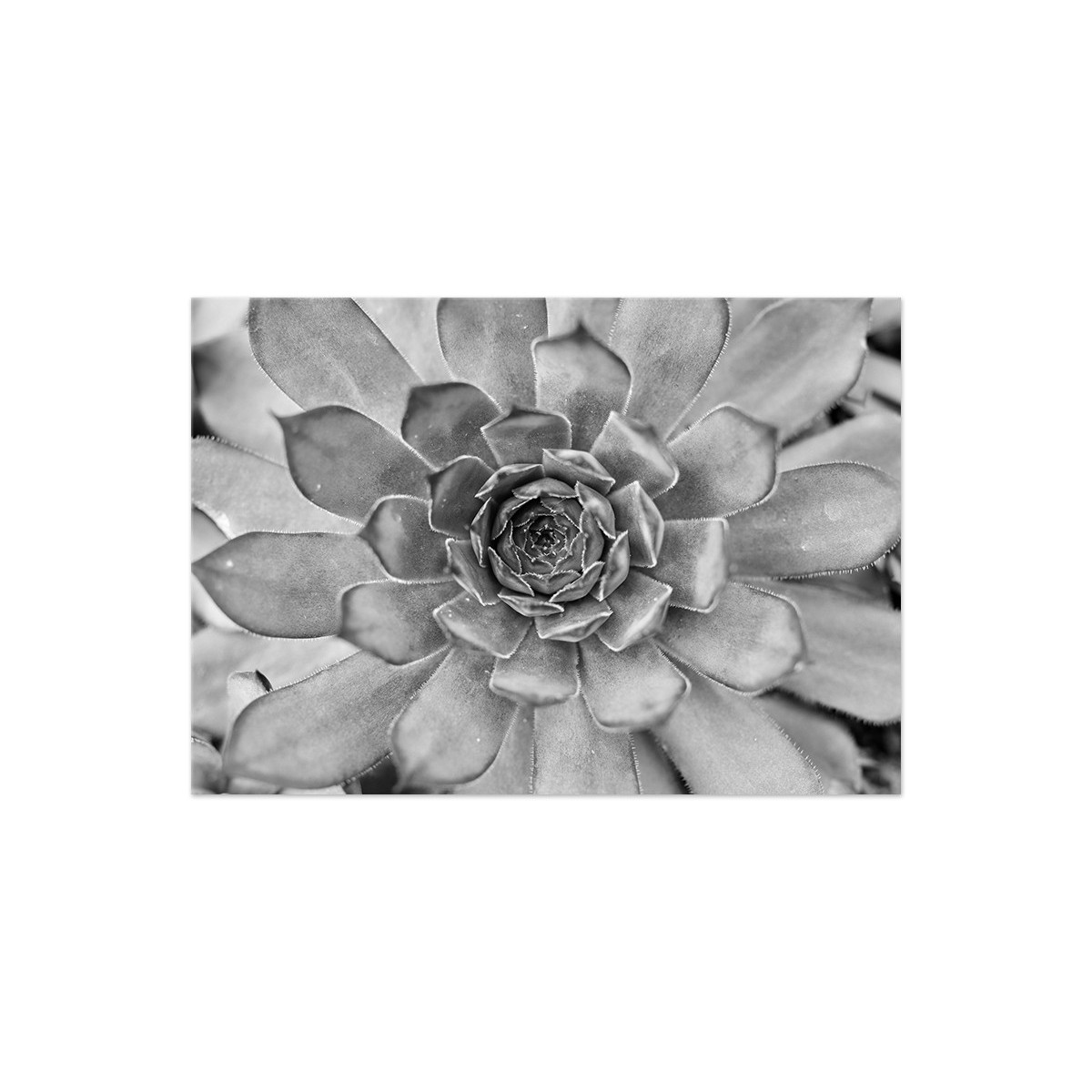 Постер "Succulent"