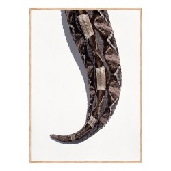 Постер "Габонська гадюка"