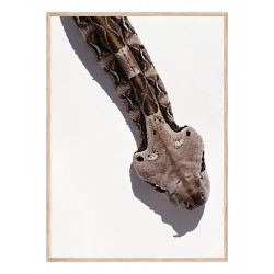 Постер "Габонська гадюка"