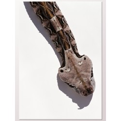 Постер "Габонська гадюка"