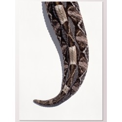 Комплект постерів "Габонська гадюка"