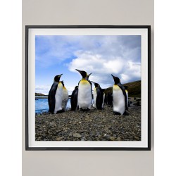 Постер "Пингвин"