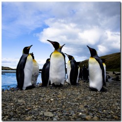 Постер "Пингвин"