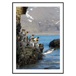 Постер "Пингвин"