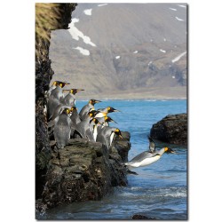 Постер "Пингвин"