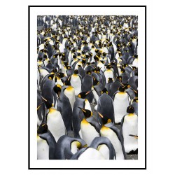 Постер "Пингвин"