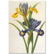 Комплект постерів "Botanical flowers"