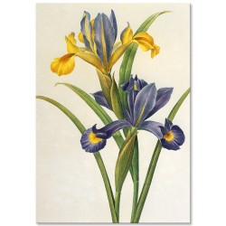 Комплект постеров "Botanical flowers"