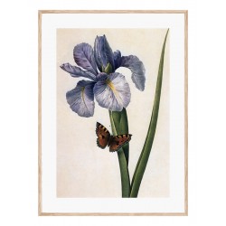 Комплект постеров "Botanical flowers"