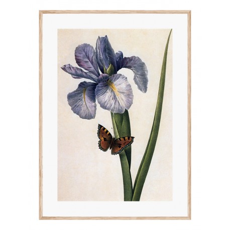 Комплект постерів "Botanical flowers"