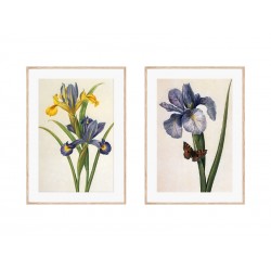 Комплект постерів "Botanical flowers"