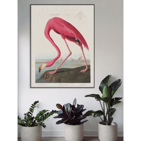 Постер "Американський фламінго. Джон Джеймс Одюбон (1838)" Постер "Американський фламінго. Джон Джеймс Одюбон (1838)"