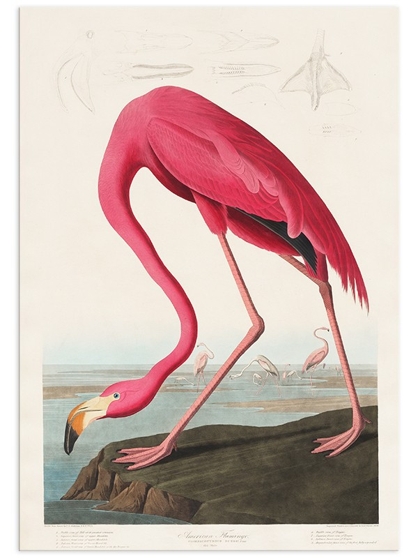 Постер "Американський фламінго. Джон Джеймс Одюбон (1838)" Постер "Американський фламінго. Джон Джеймс Одюбон (1838)"