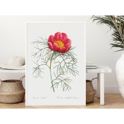 Постер "Botanical flowers"