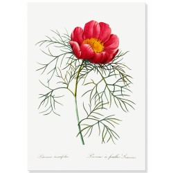 Постер "Botanical flowers"