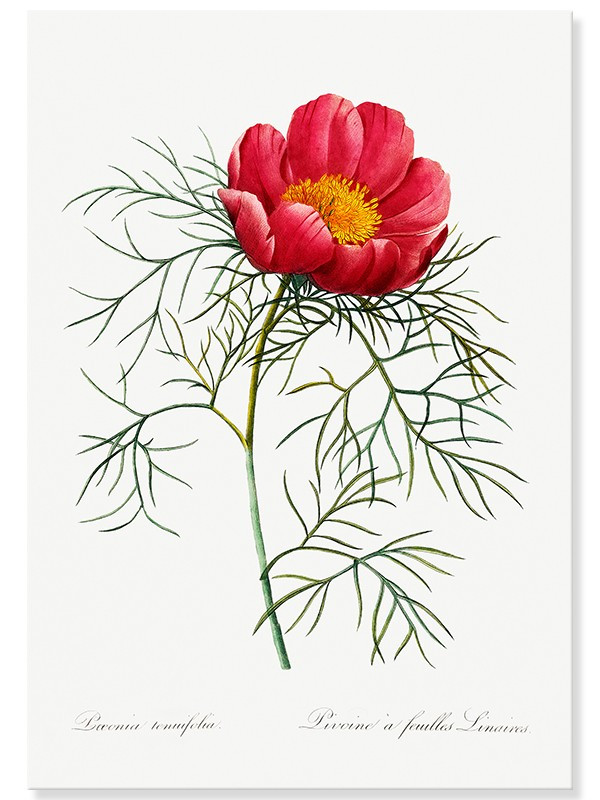 Постер "Botanical flowers" Постер "Botanical flowers"