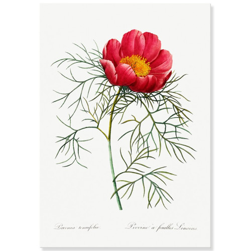 Постер "Botanical flowers" Постер "Botanical flowers"