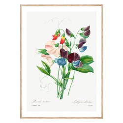 Постер "Botanical flowers"