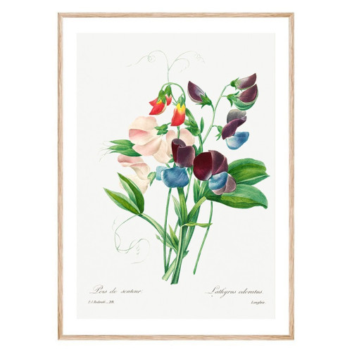 Постер "Botanical flowers" Постер "Botanical flowers"