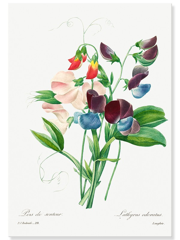 Постер "Botanical flowers" Постер "Botanical flowers"