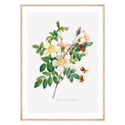 Постер "Botanical flowers"