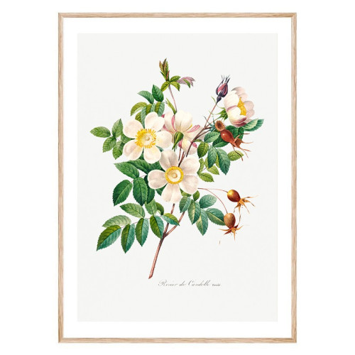 Постер "Botanical flowers" Постер "Botanical flowers"