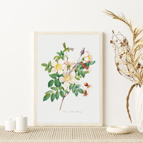 Постер "Botanical flowers" Постер "Botanical flowers"