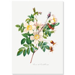 Постер "Botanical flowers"