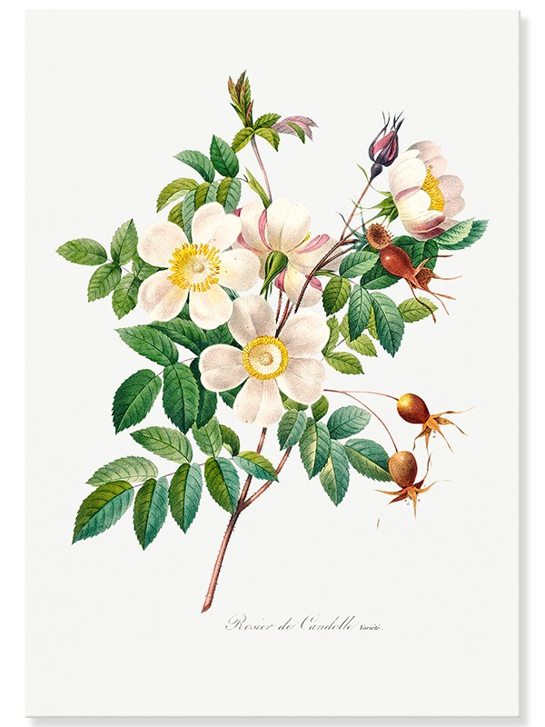 Постер "Botanical flowers" Постер "Botanical flowers"