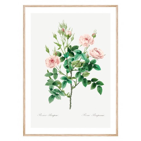 Постер "Botanical flowers" Постер "Botanical flowers"